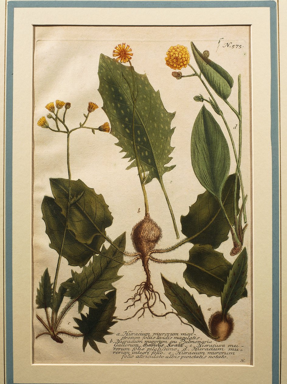 Duvar Hawkweed (Hieracium murorum), renkli gravür by Johann Wilhelm Weinmann