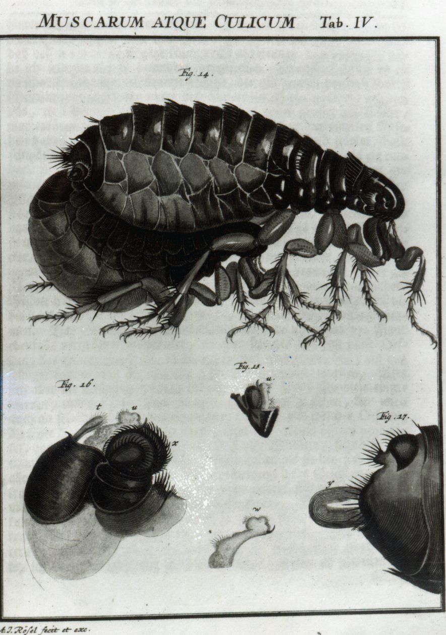Sinekler ve Pireler Tablo IV by August Johann Rösel von Rosenhof