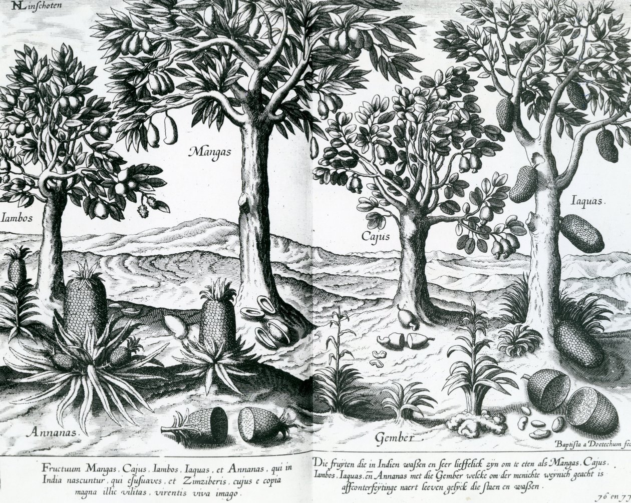 Tropikal Meyve ağaçları, 1596 by Johannes Baptista van Doetechum the Younger