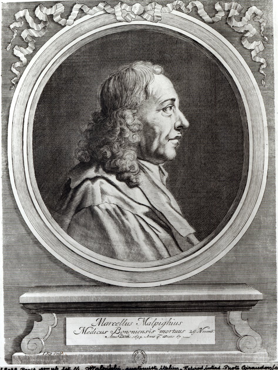 Marcello Malpighi (1628-94) 67 yaşında, 1694 by Johannes Kip