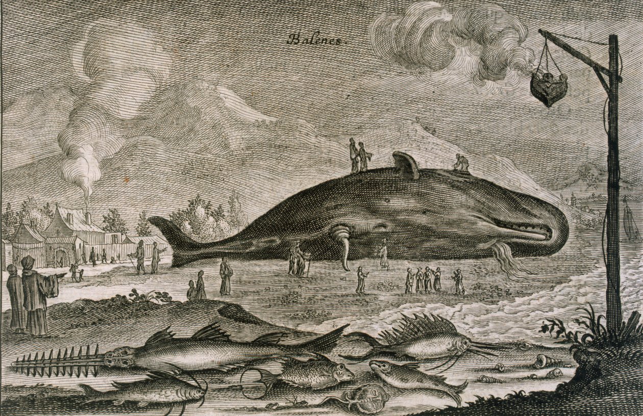 Çin sularından çeşitli balıklarla karaya vurmuş bir ispermeçet balinası, 1665 by Johannes Nieuhoff