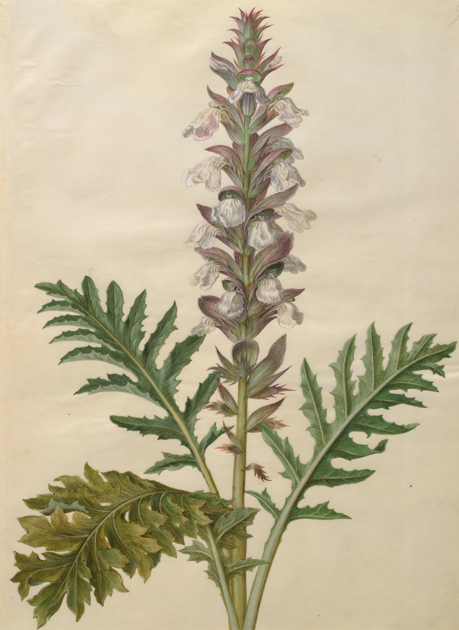 Ayı pantolonu by Johannes Simon Holtzbecher