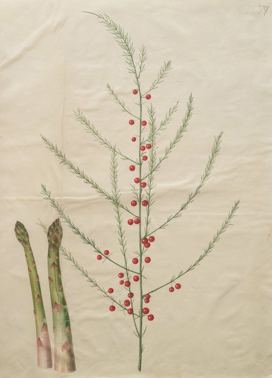 kuşkonmaz officinalis by Johannes Simon Holtzbecher