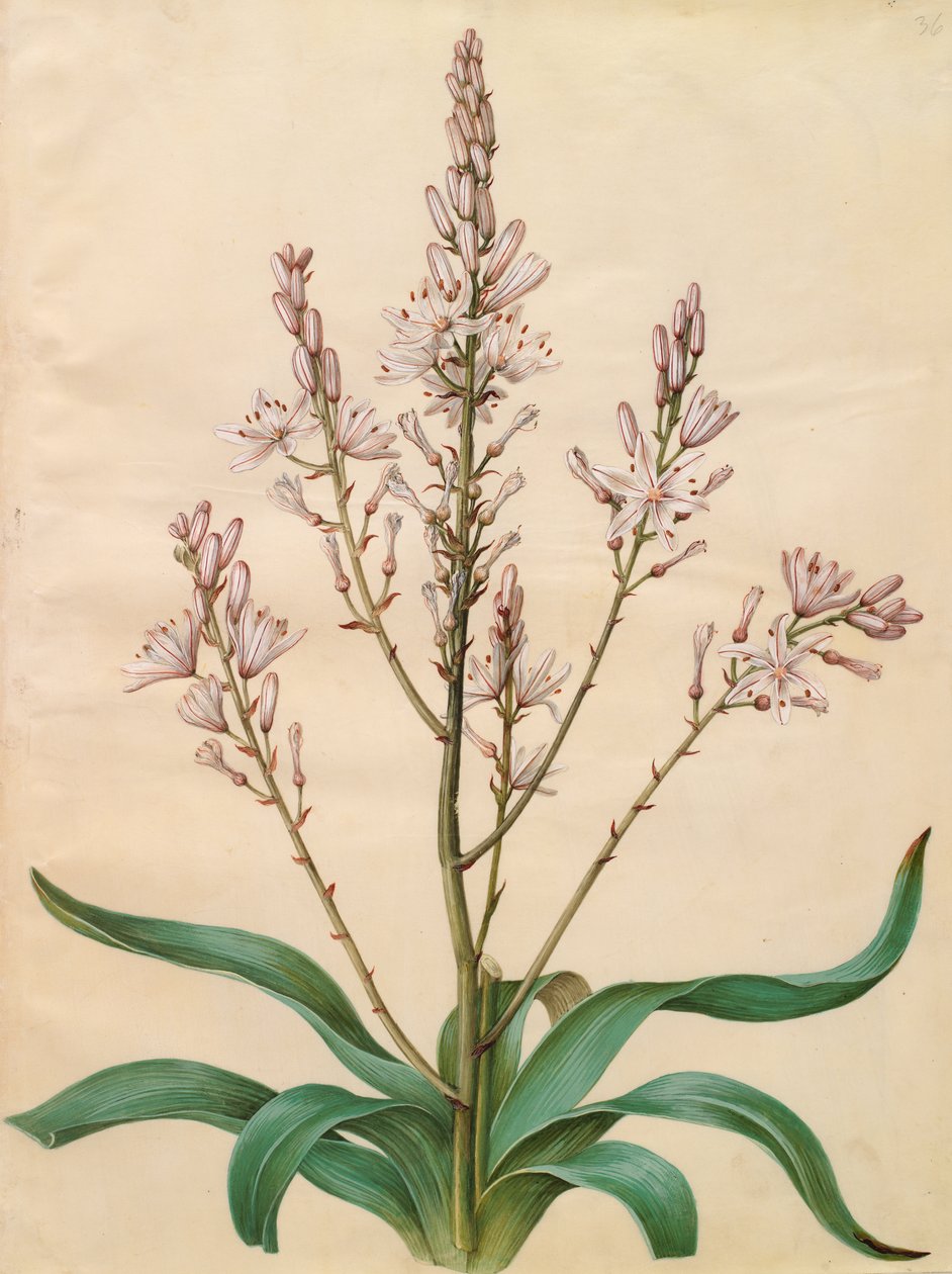 asphodelus ramosus by Johannes Simon Holtzbecher