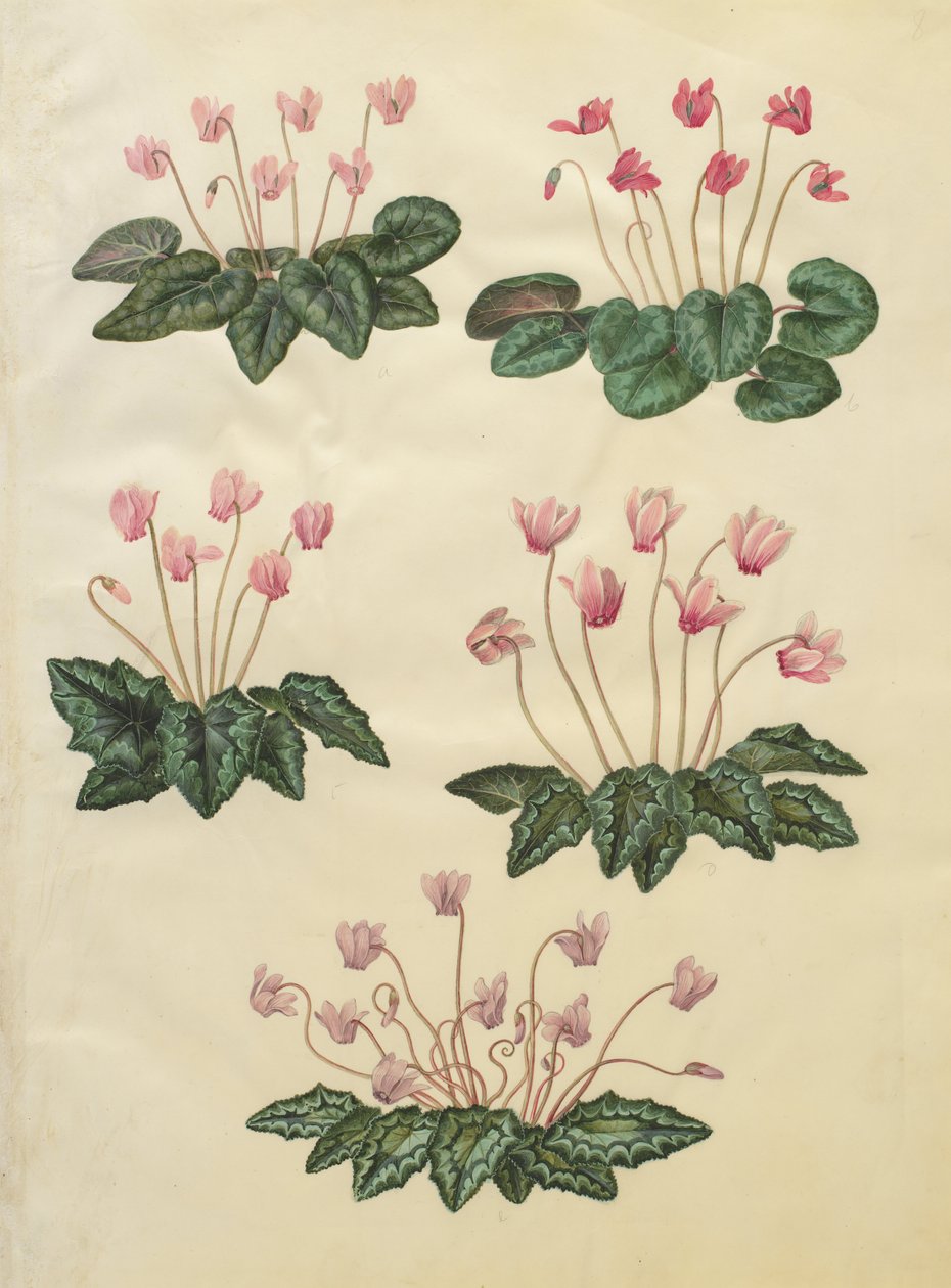 Siklamen moru; Siklamen hederifolium by Johannes Simon Holtzbecher