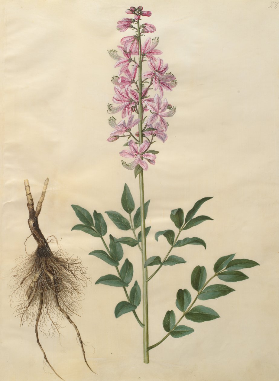 diktamnus albus by Johannes Simon Holtzbecher