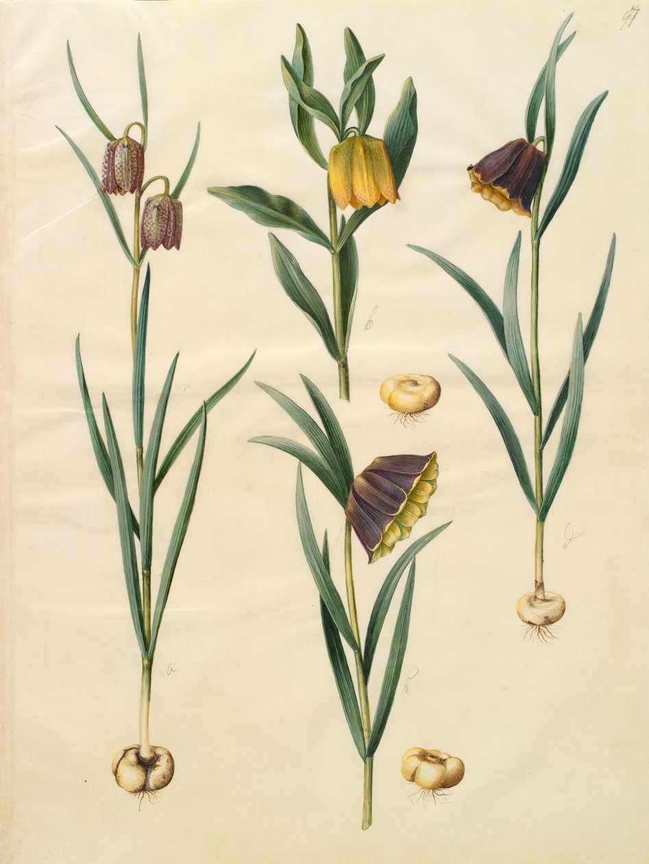 Fritillaria meleagris by Johannes Simon Holtzbecher