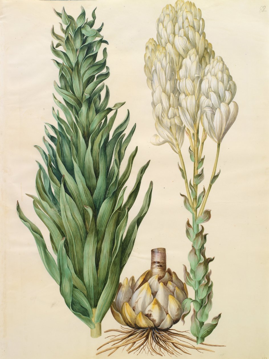 lilyum canavarı by Johannes Simon Holtzbecher