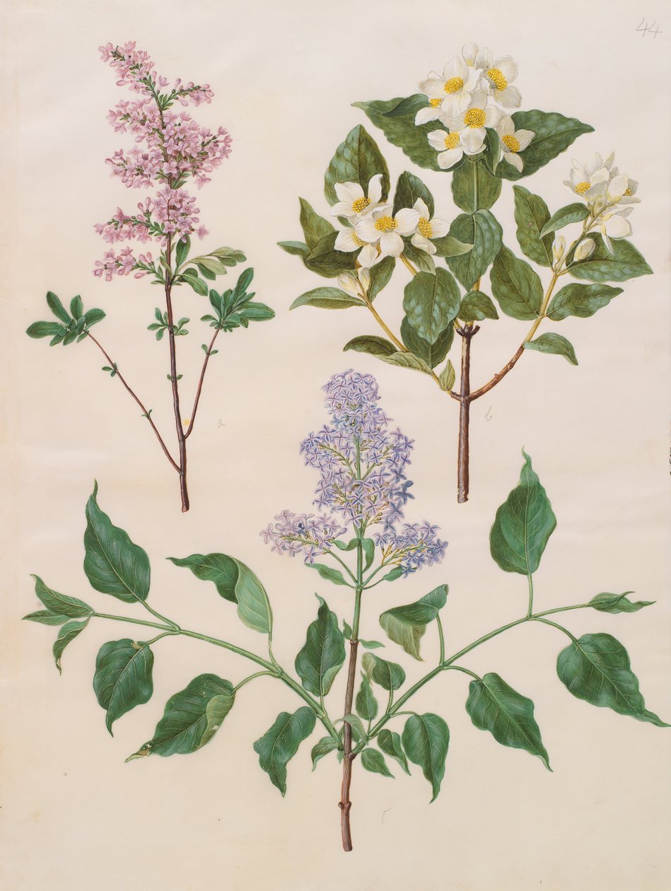 Şırınga x persica; Philadelphus coronarius; şırınga vulgaris by Johannes Simon Holtzbecher