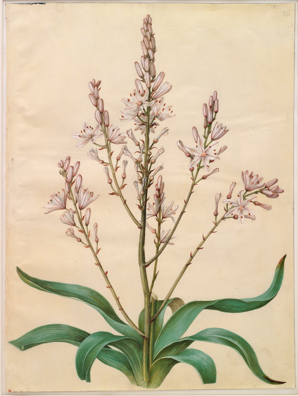 asphodelus ramosus by Johannes Simon Holtzbecker
