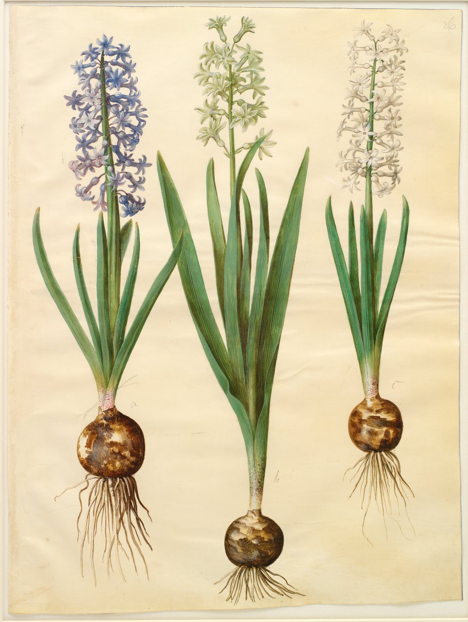 Hyacinthoides orientalis simp et pl by Johannes Simon Holtzbecker