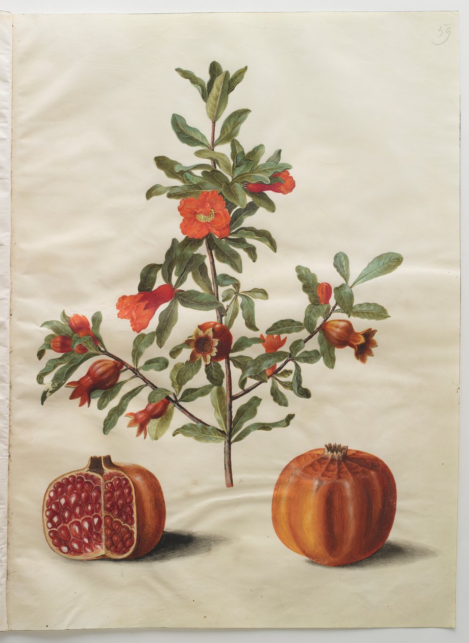 Punica granatum simp ve pl by Johannes Simon Holtzbecker