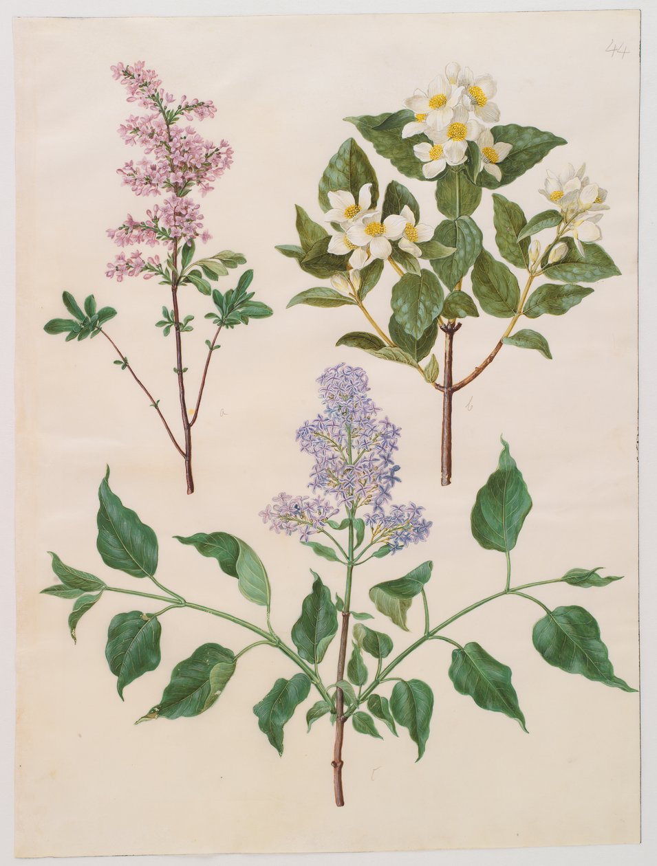 Şırınga x persica; Philadelphus coronarius; şırınga vulgaris by Johannes Simon Holtzbecker