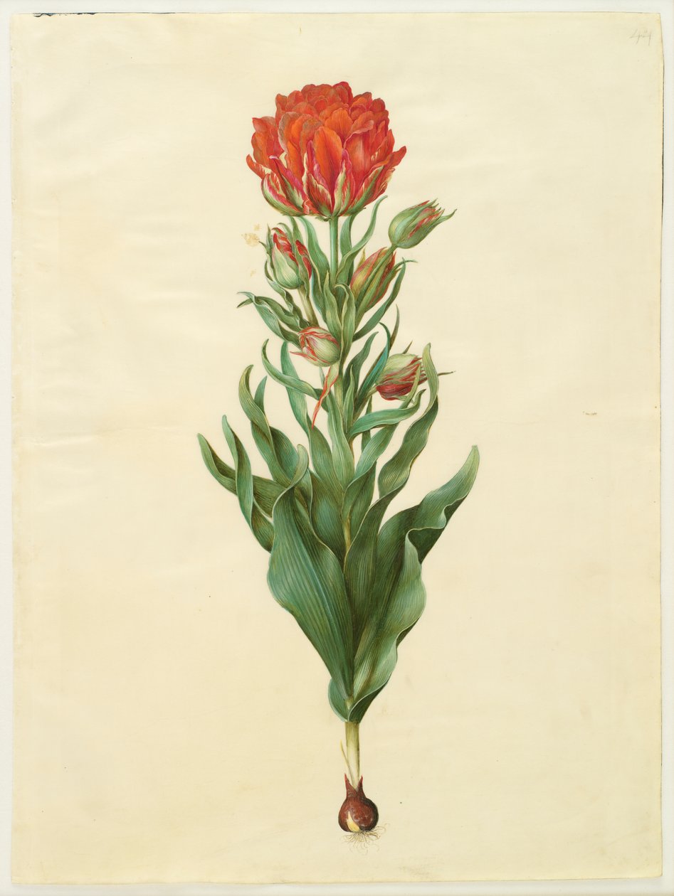 Tulipa gesneriana by Johannes Simon Holtzbecker