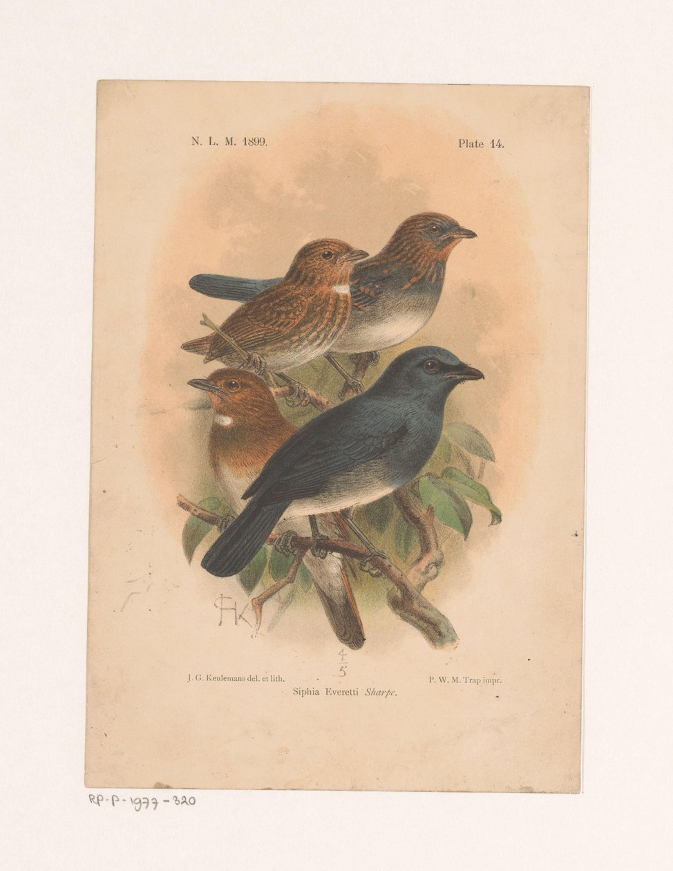 Bir dalda dört kuş Siphia Everetti Sharpe (nesne üzerindeki başlık) by Johannes Gerardus Keulemans