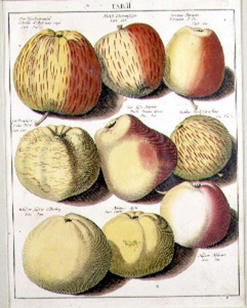 Elmalar Seligman by Johannes Hendrik (after) Knoop