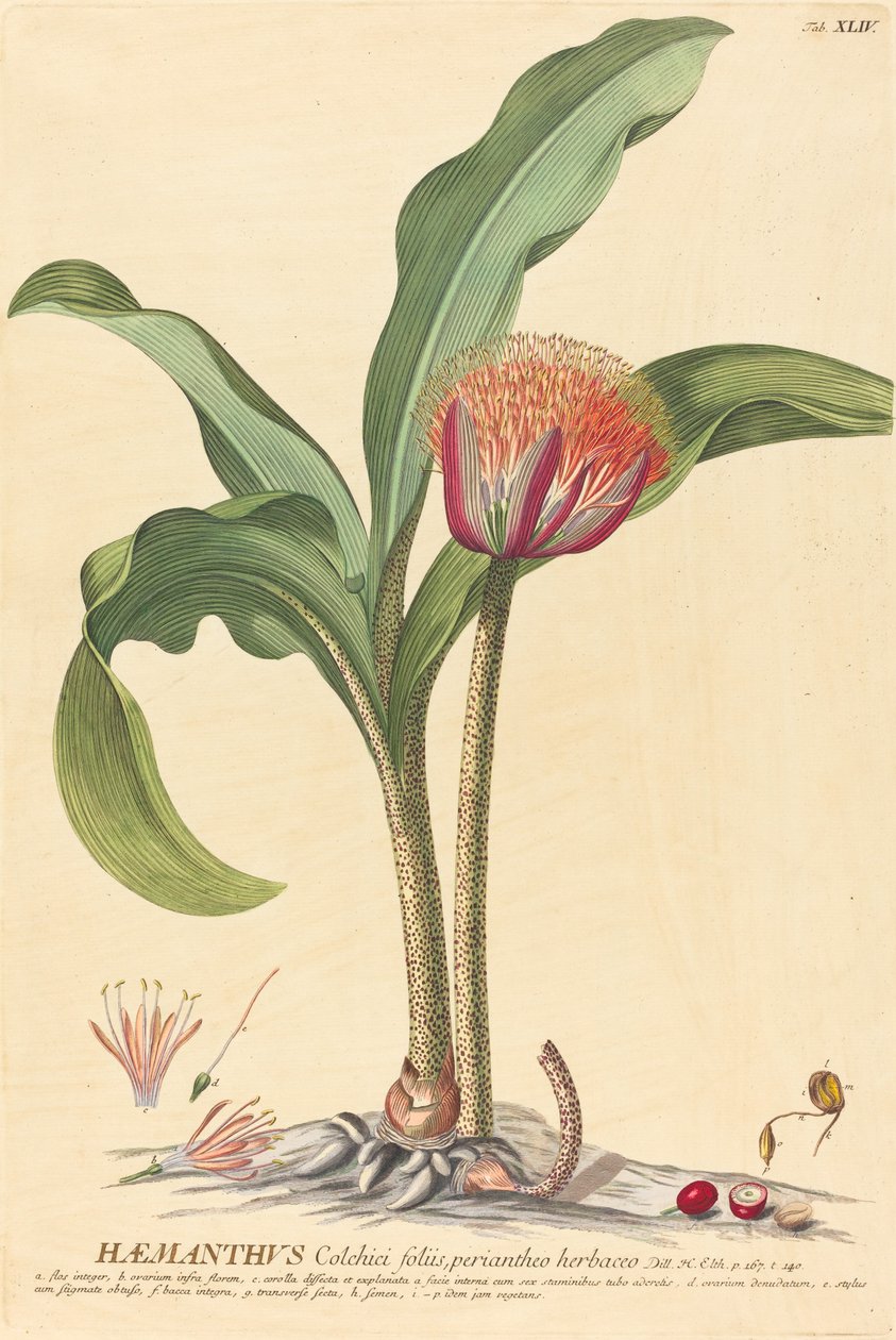 hemanthus by Johannes Jacob Haid and Johannes Elias Haid after Georg Ehret