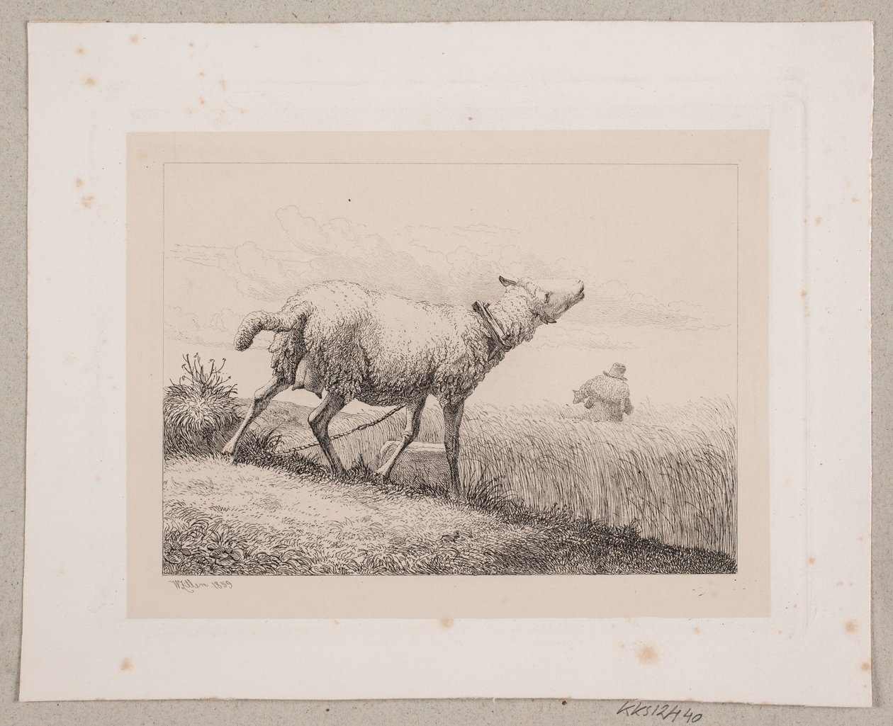 Uluyan koyun by Johannes Wilhelm Zillen