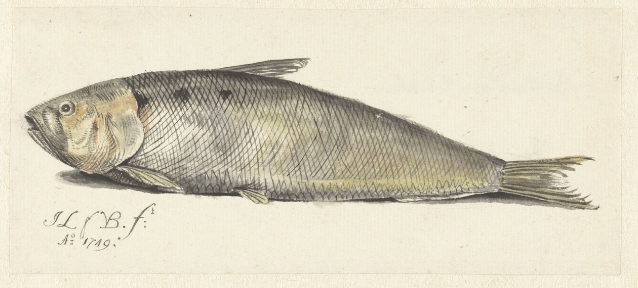 Güzel by Johannes le Francq van Berkhey