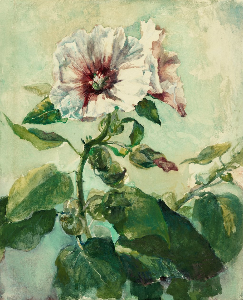 Doğadan Güneş Işığında Pembe Gülhatmi Çalışması by John La Farge or Lafarge