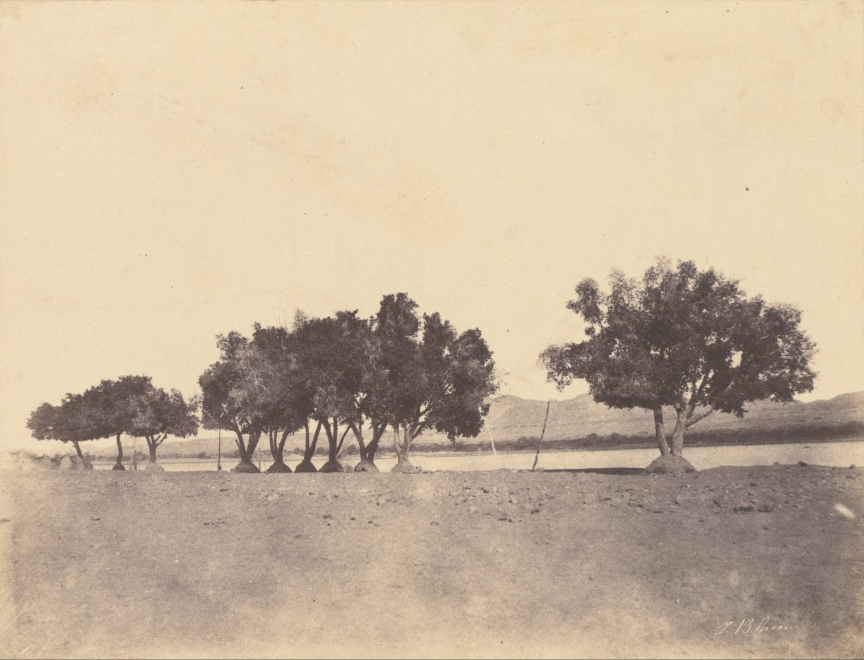 (Çınar çalıları, Korosko) by John Beasly Greene