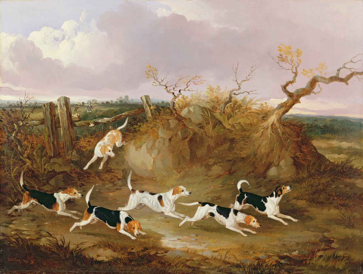Tam Ağlayan Beagle