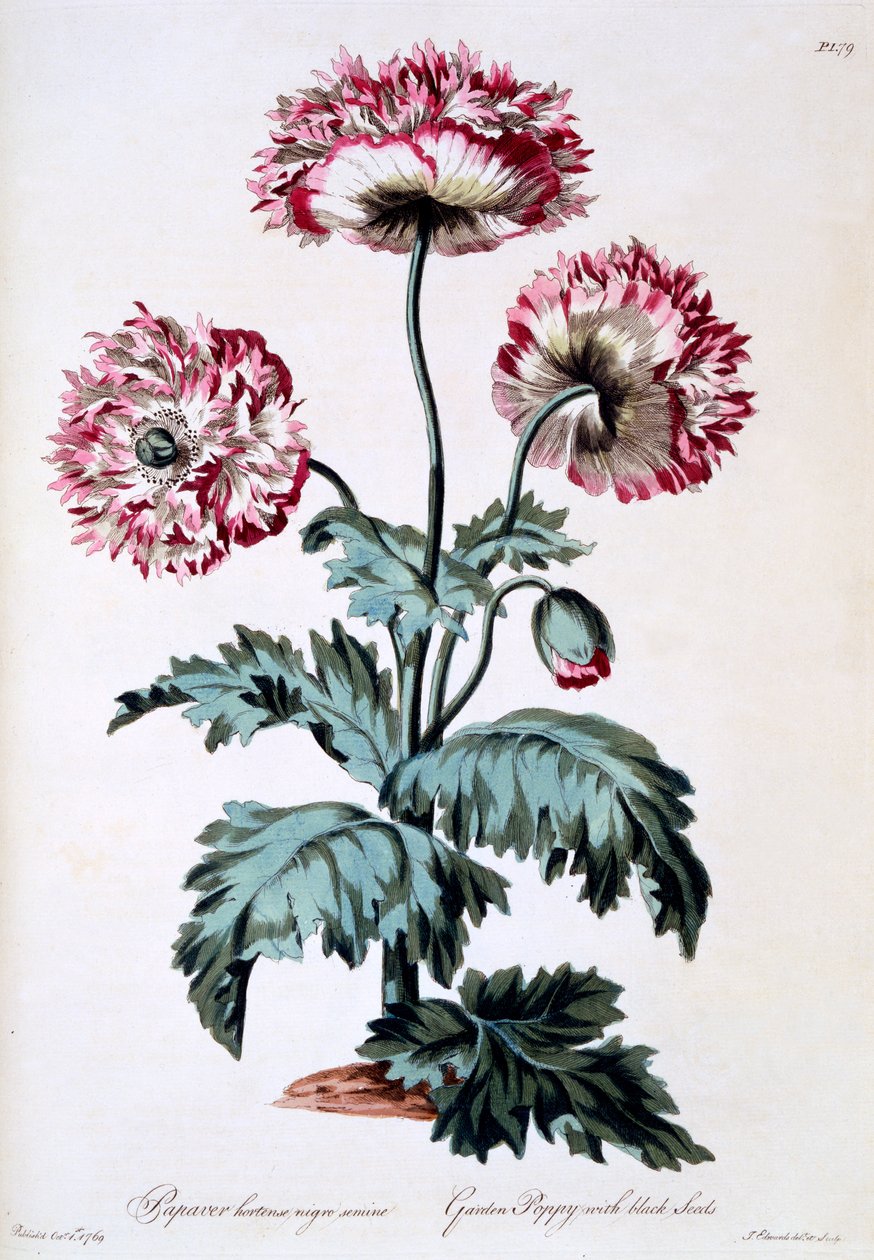 Çörek Otulu Haşhaş Bahçesi, Mart 1770
