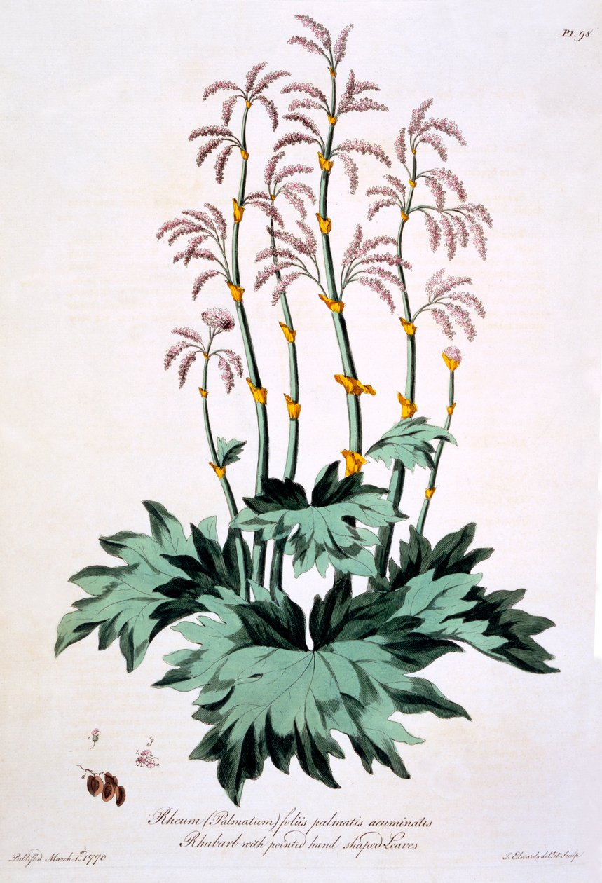 Rhubarb with pointed hand shaped leaves, illustration from 