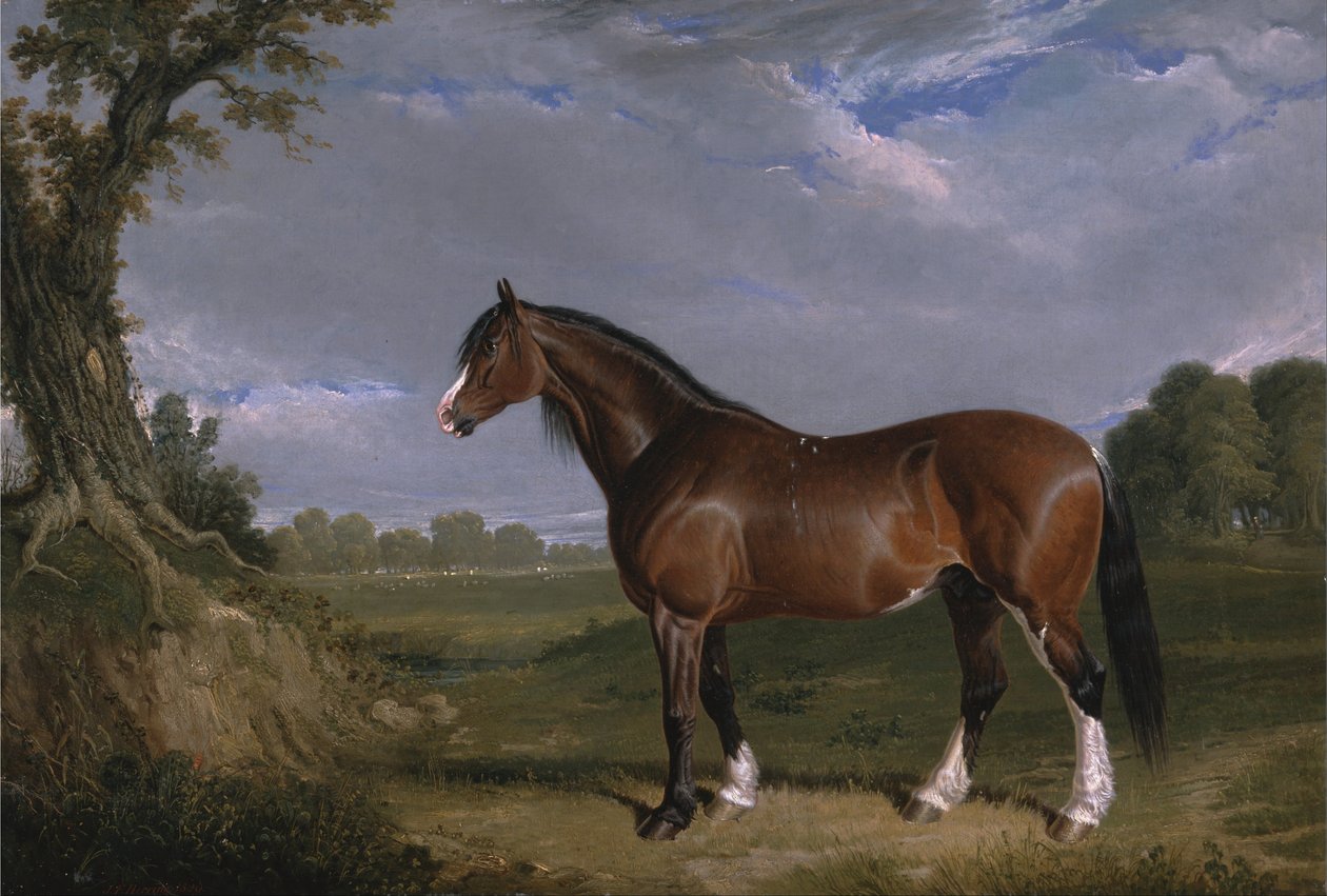 Bir Clydesdale Aygırı by John F. Herring