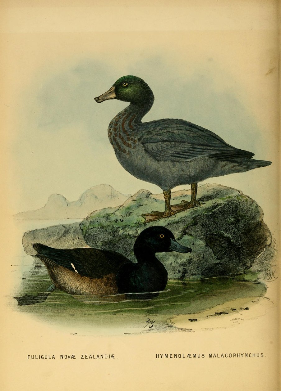 Yeni Zelanda Scaup ve Mavi Ördek çizimi by John Gerrard Keulemans