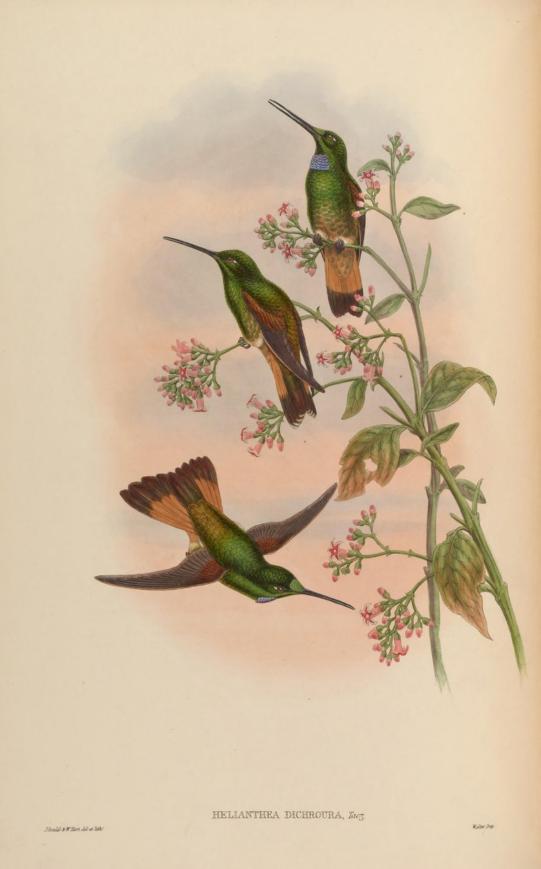 Trochilidae veya sinek kuşları ailesinin bir monografisi by John Gold