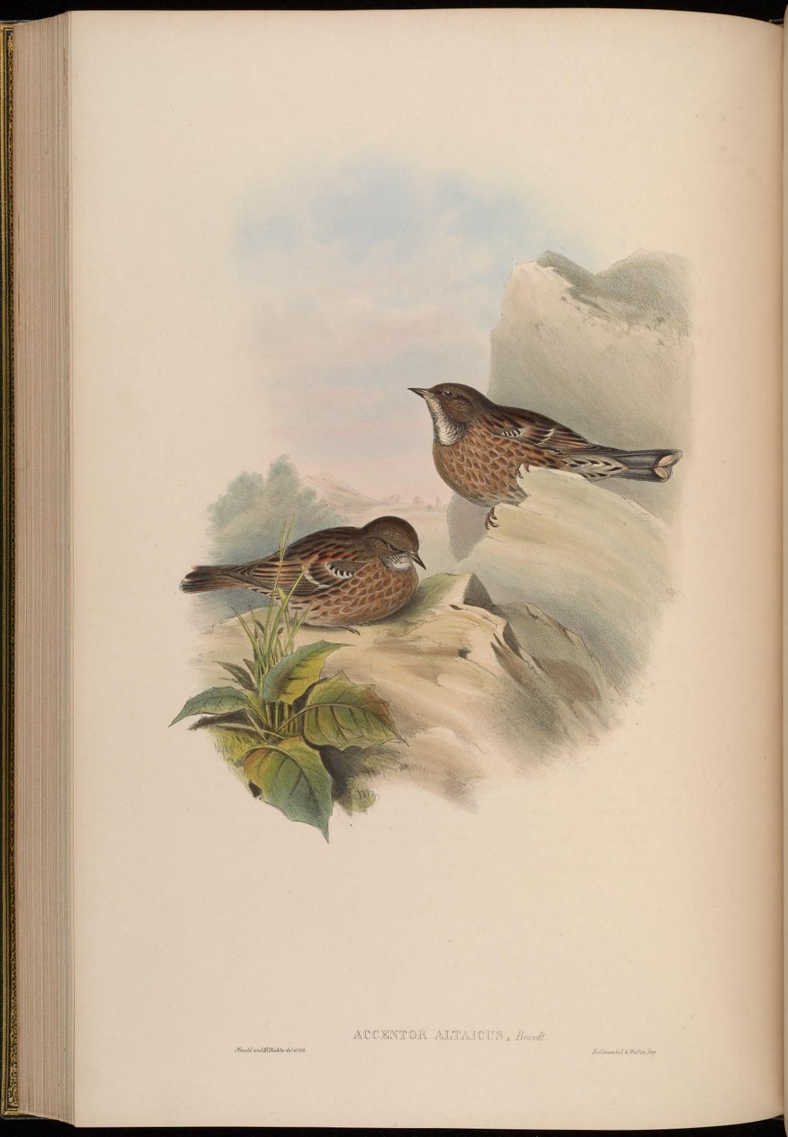Accentor altaicus = Prunella himalaya by John Gould