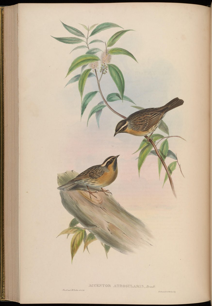 Accentor atrogularis = Prunella atrogularis by John Gould