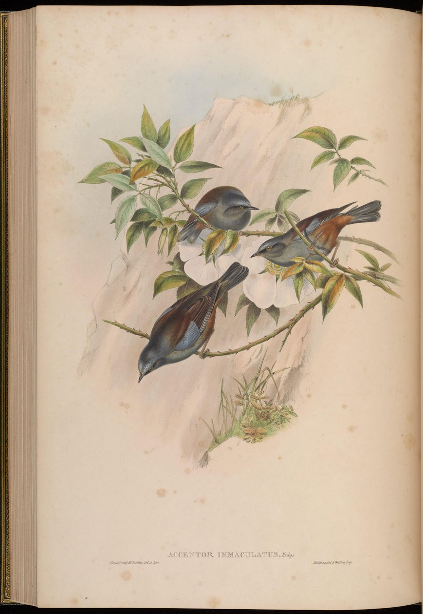 Accentor immaculatus = Prunella immaculata by John Gould