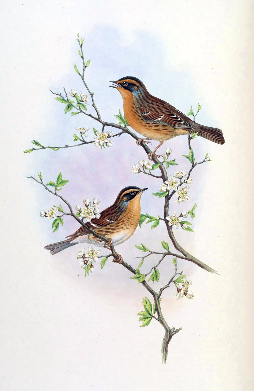 Accentor montanellus = Prunella montanella by John Gould