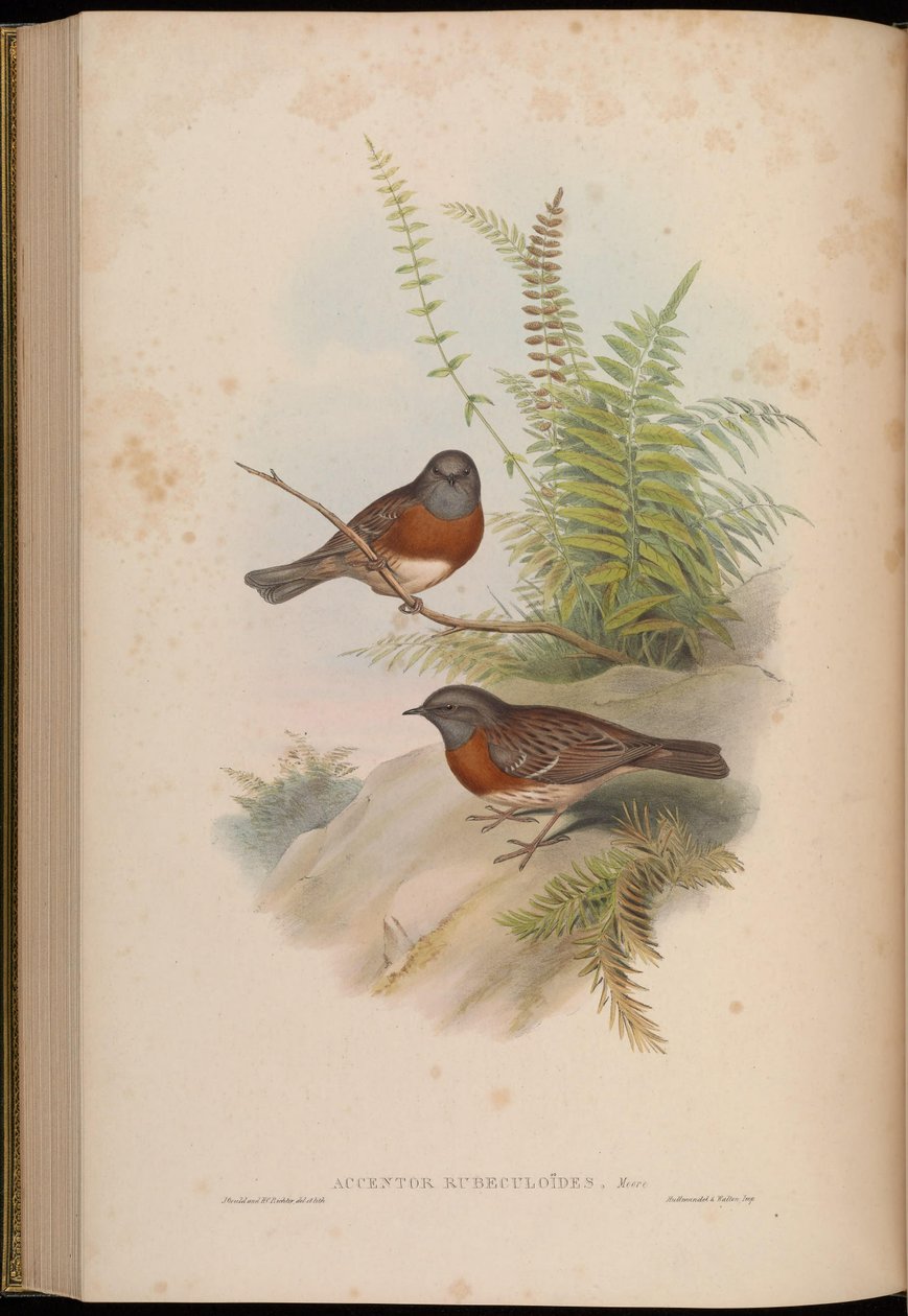 Accentor rubeculoides = Prunella rubeculoides by John Gould