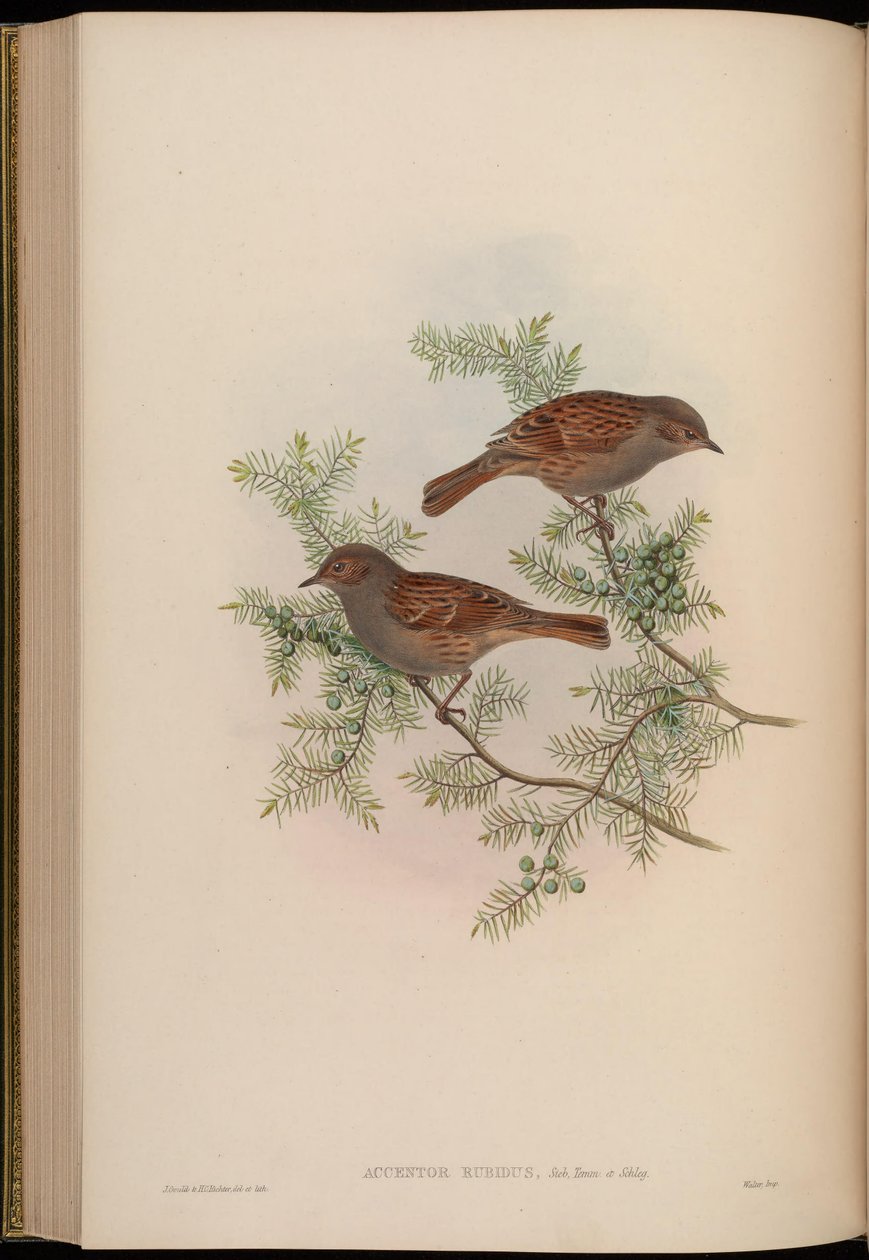 Accentor rubidus = Prunella rubida by John Gould