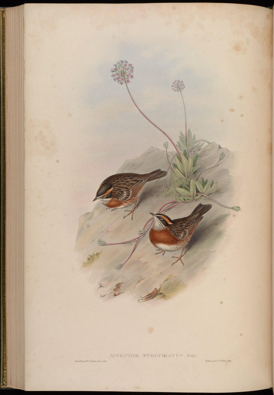 Accentor strophiatus = Prunella strophiata by John Gould