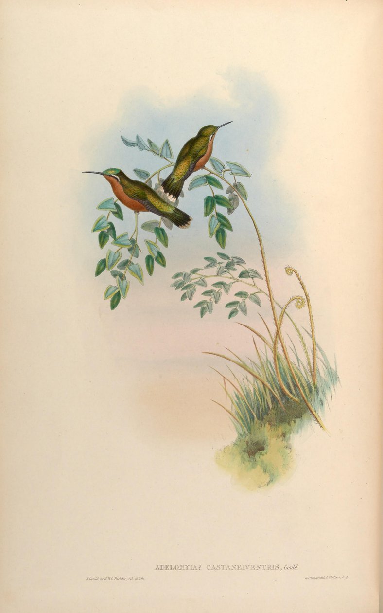 Adelomyia castaneiventris = Lampornis castaneoventris Dişi by John Gould