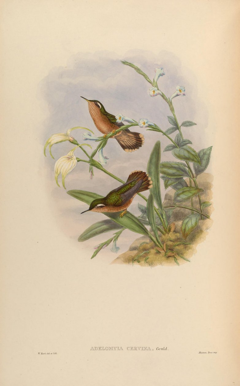 Adelomyia cervina = Adelomyia melanogenys cervina by John Gould