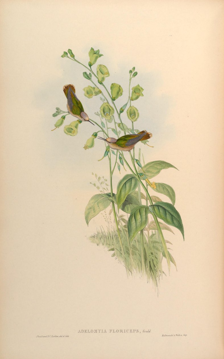 Adelomyia floriceps = Anthocephala floriceps by John Gould