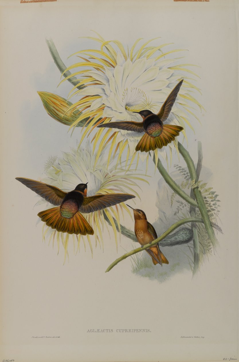 Aglaeactis Cupreipennis  by John Gould