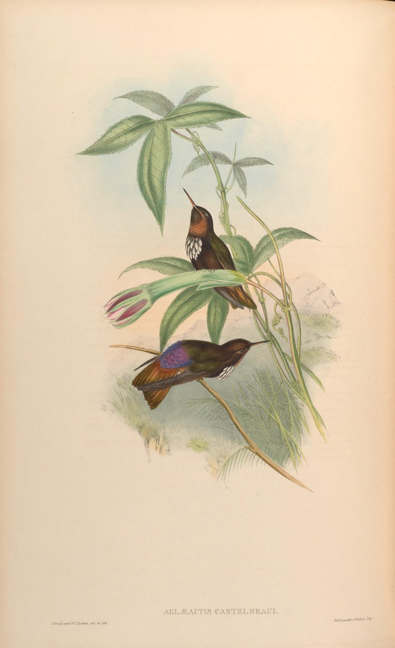 Aglaeactis castelnaui = Aglaeactis castelnaudii (as mentioned in the book itself) by John Gould