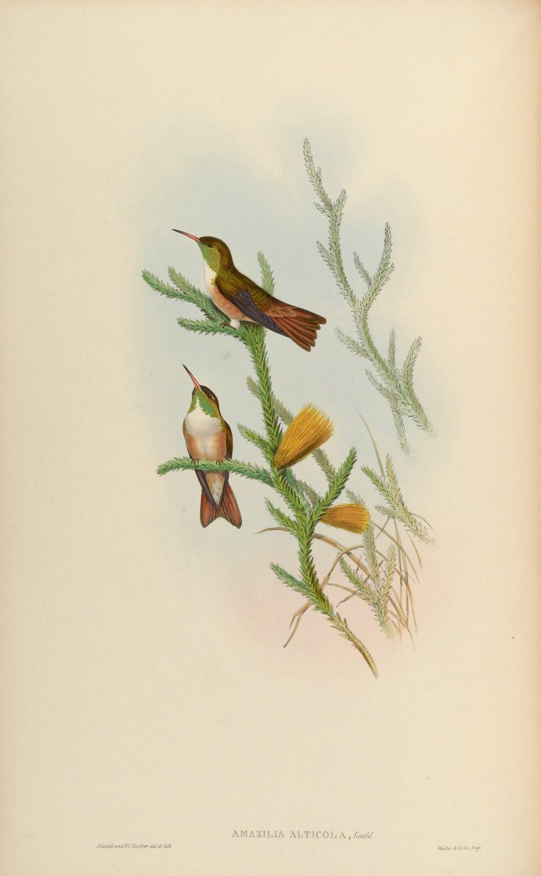 Amazilia alticola = Amazilia amazilia alticola by John Gould