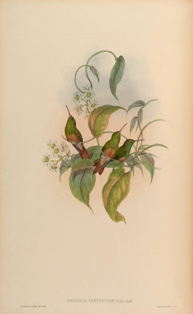 Amazilia cerviniventris = Amazilia yucatanensis cerviniventris by John Gould