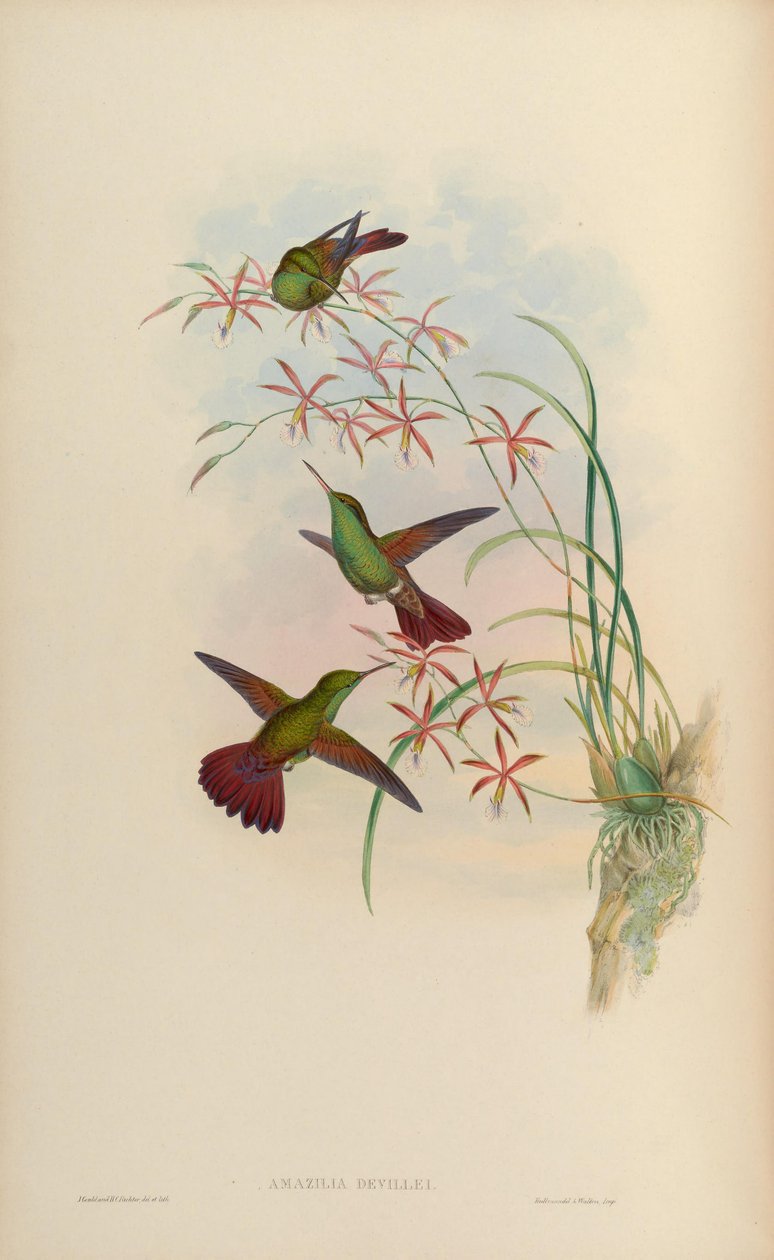 Amazilia devillei = Amazilia beryllina devillei by John Gould