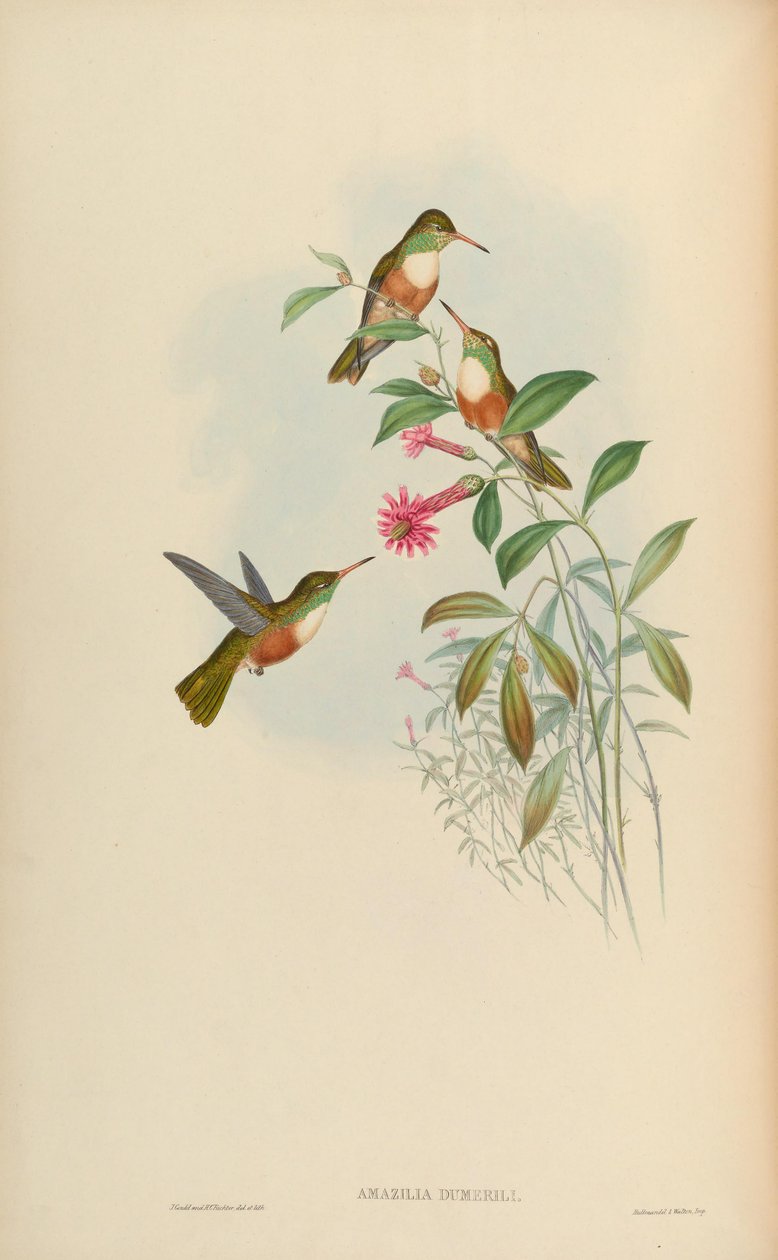 Amazilia dumerili = Amazilia amazilia dumerilii by John Gould