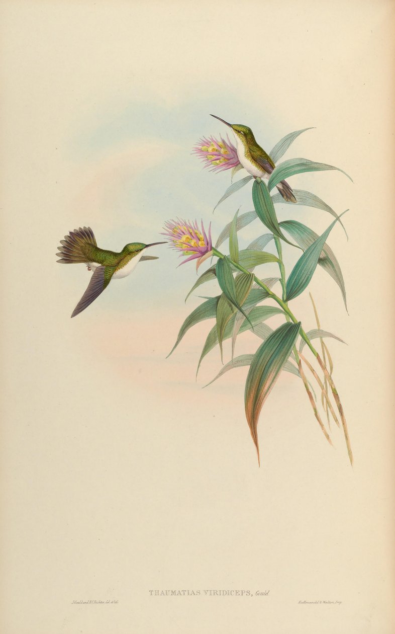 Amazilia leucogaster = Amazilia leucogaster by John Gould