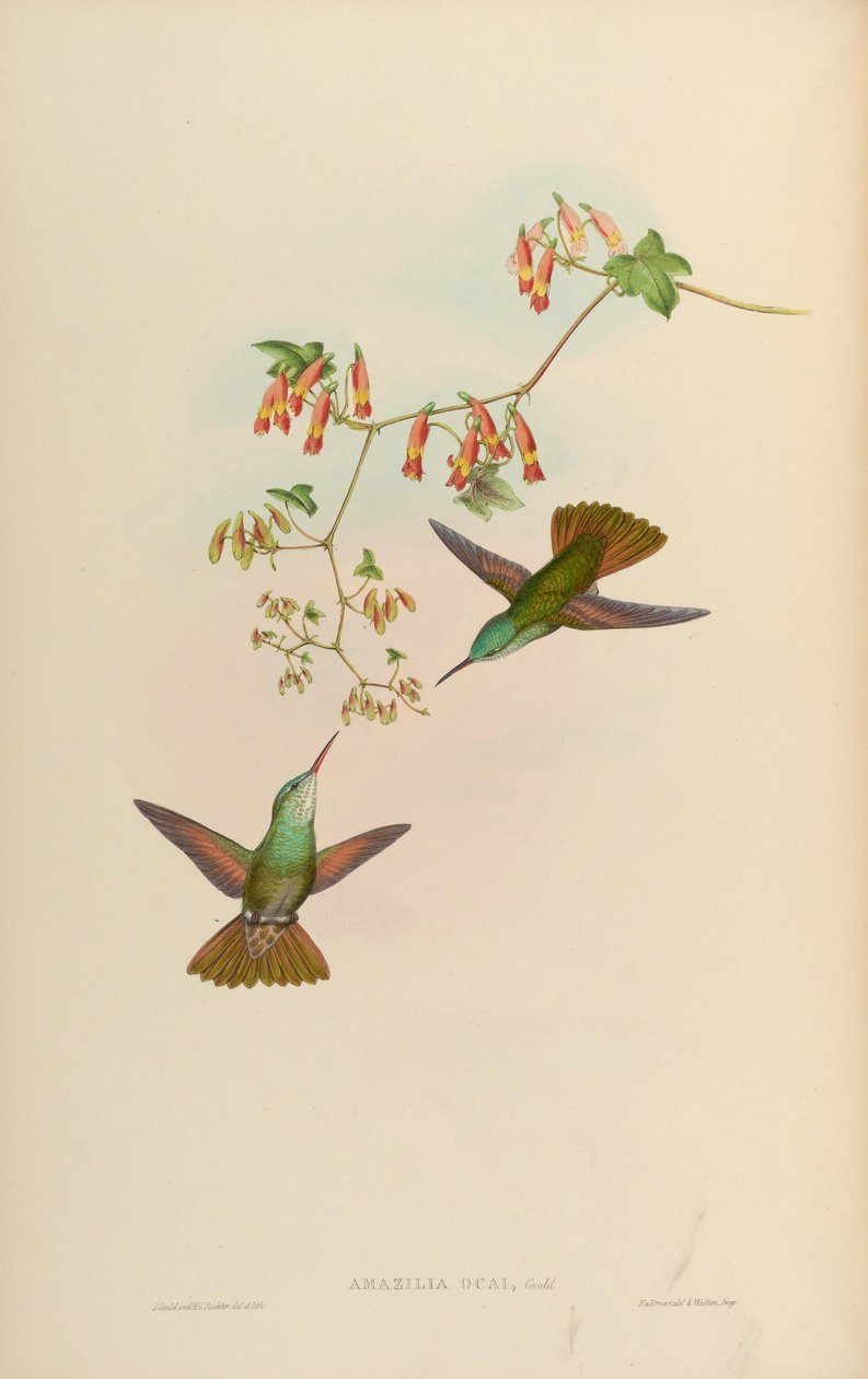 Amazilia ocai = Amazilia cyanocephala x Amazilia beryllina by John Gould