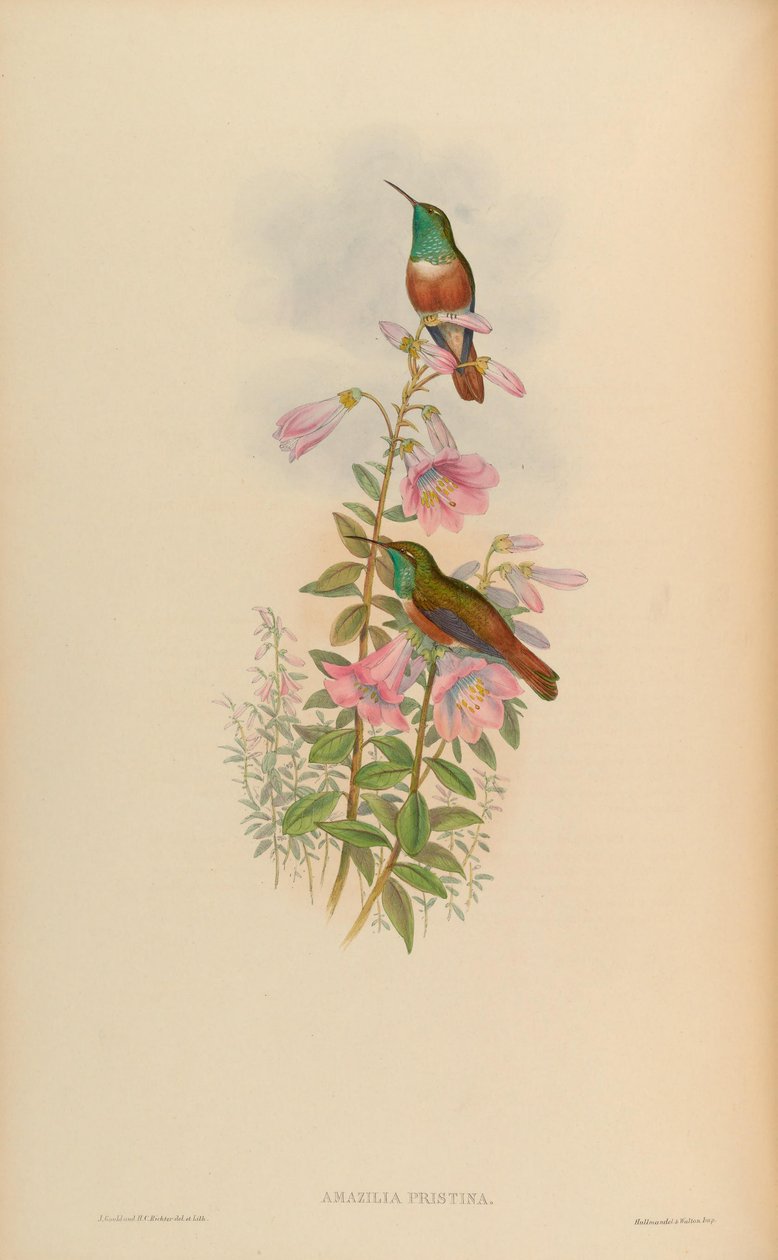 Amazilia priştina = Amazilia amazilia priştina by John Gould